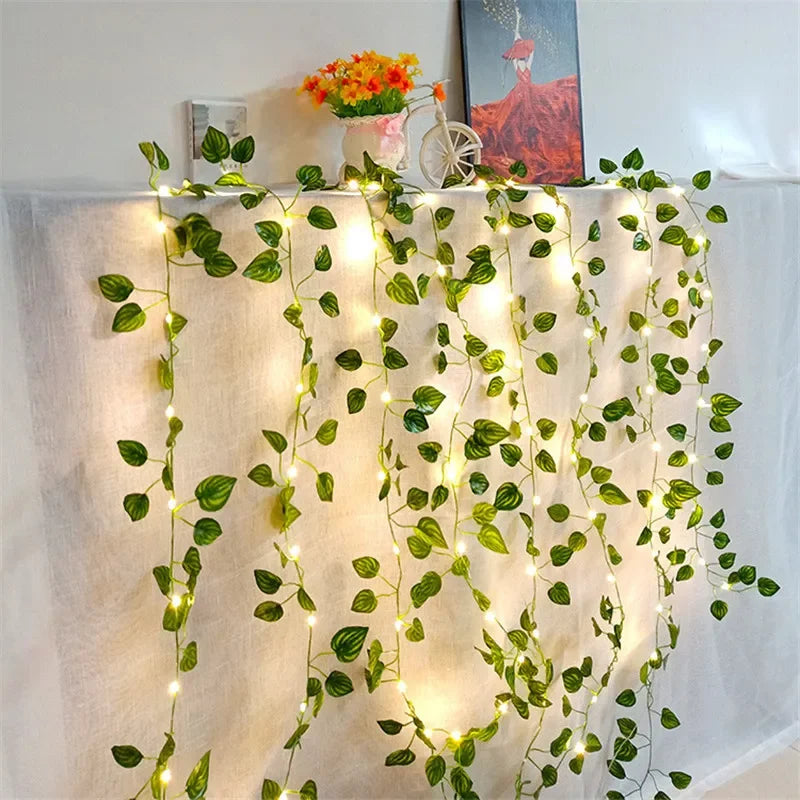 Lianes illuminées.